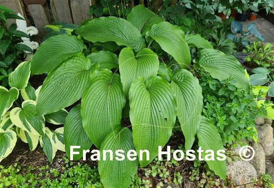 Hosta Jade Cascade